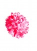 Haarbloem, roze met witte stippen
