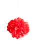 Spaanse haarbloem rood