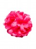 Spaanse haarbloem roze