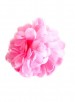 Spaanse haarbloem roze, lichter roze
